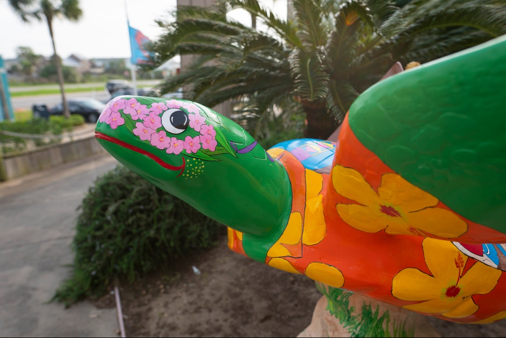 Created in 2018, this community art project showcases the City of Galveston and the conservation efforts of Turtle Island Restoration Network. Turtles About Town to Install 50th Kemp's Ridley Statue on Galveston Island